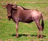 Gnou en Tanzanie Gnou en Tanzanie
