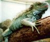 Iguane en Afrique du Sud