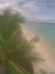 Plage cocotier