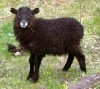 Mouton noir au sud de l'Islande (Vestmanneyjar) Mouton noir au sud de l'Islande (Vestmanneyjar)